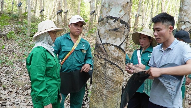 Công ty Cổ phần Cao su Lai Châu II: Chuẩn bị cho vụ khai thác mủ năm 2025